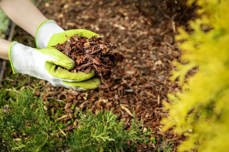 How Long Does Mulch Last in Sandy Springs, GA